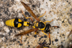 Katamenes dimidiatus