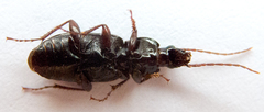 Pedius longicollis