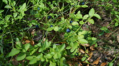 Vaccinium myrtillus