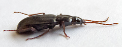 Pedius longicollis