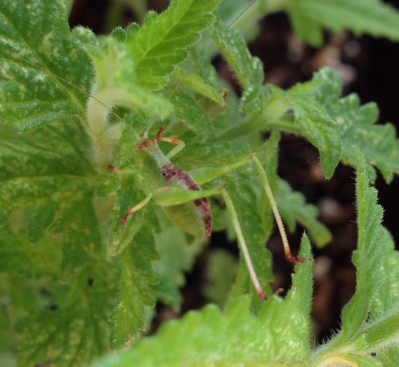 Modest Katydid
