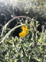 Rhynchosia chrysoscias