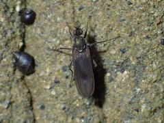 Hydrophorinae