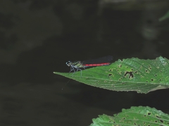 Chlorocypha trifaria