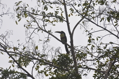 Pteroglossus aracari