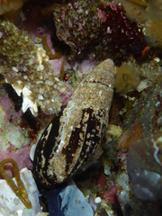 Atrimitra idae