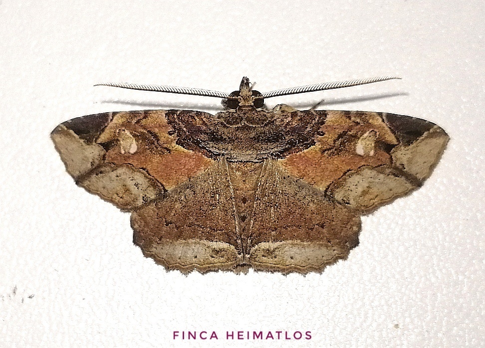 Peteroma denticulata