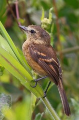 Myiophobus rufescens