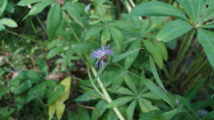Centaurea jacea