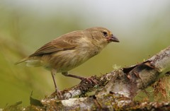 Camarhynchus pallidus