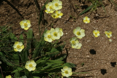 Hesperomecon linearis