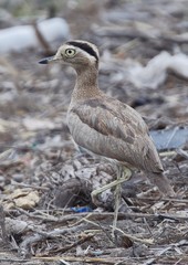Burhinus superciliaris