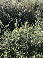 Rhynchosia chrysoscias