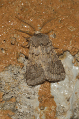 Spodoptera hipparis