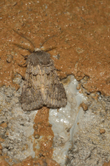 Spodoptera hipparis