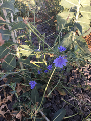 Cichorium pumilum