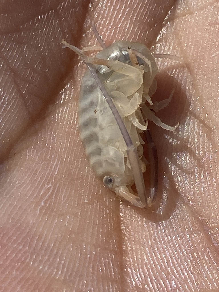 common Atlantic sandhopper