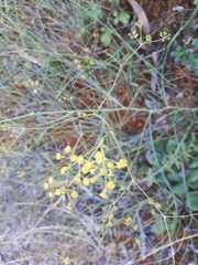 Bupleurum rigidum