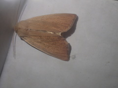 Arenostola phragmitidis