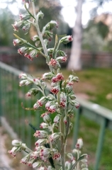 Artemisia vulgaris