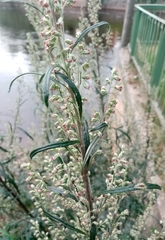 Artemisia vulgaris