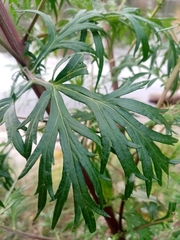 Artemisia vulgaris