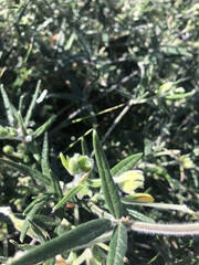 Rhynchosia chrysoscias