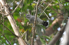 Thamnophilus ambiguus