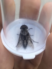 Tabanus trimaculatus