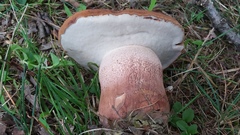 Tylopilus variobrunneus