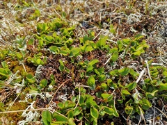 Salix herbacea