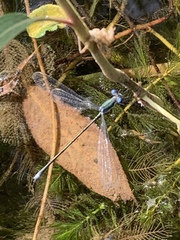 Lestes inaequalis