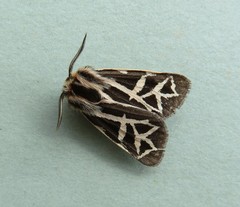 Apantesis williamsii