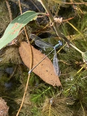 Lestes inaequalis