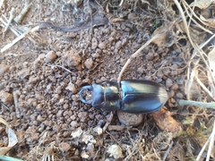 Lucanus barbarossa
