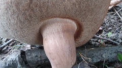 Tylopilus variobrunneus