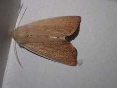 Arenostola phragmitidis