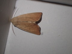 Arenostola phragmitidis