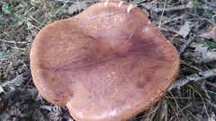 Tylopilus variobrunneus
