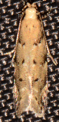 Coleotechnites coniferella