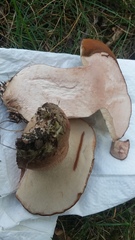 Tylopilus variobrunneus