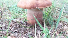 Tylopilus variobrunneus