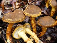 Cortinarius pholiotellus