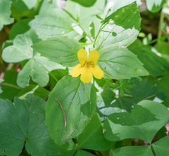 Erythranthe dentata