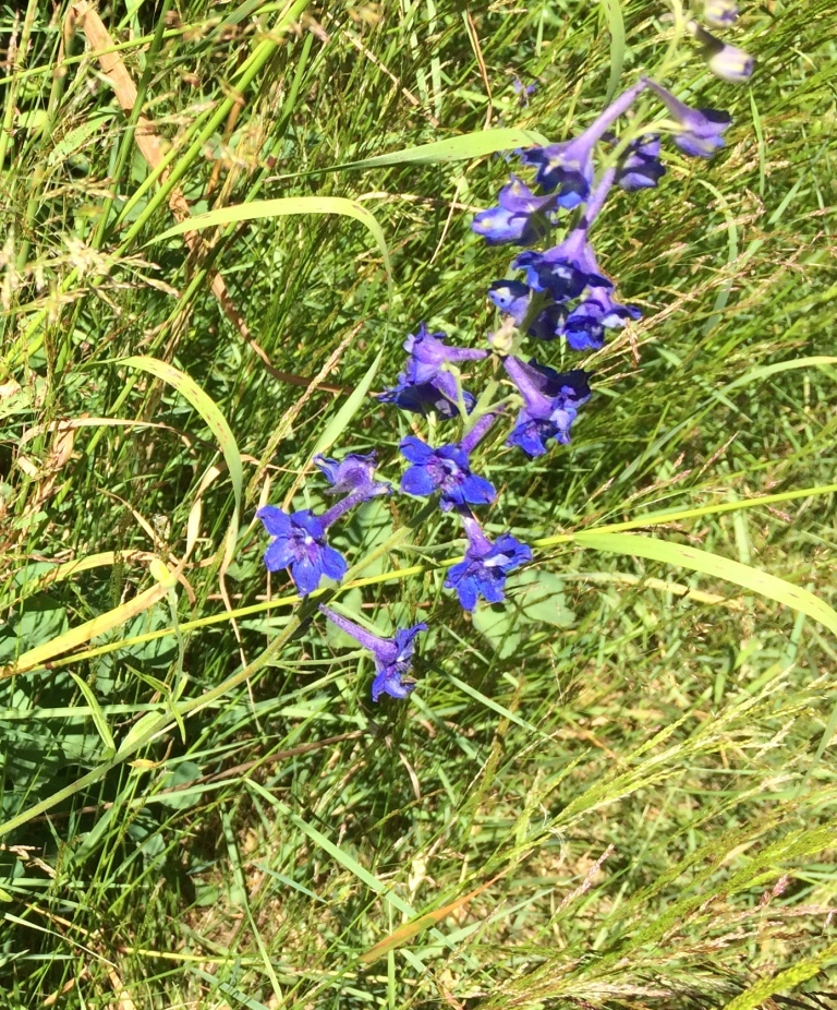 Delphinium nuttallii ssp. nuttallii