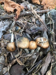 Psilocybe subaeruginosa image