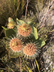 Leucospermum winteri