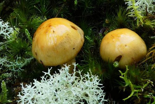 Cortinarius ignotus image