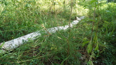 Pinus sylvestris