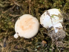 Russula versicolor